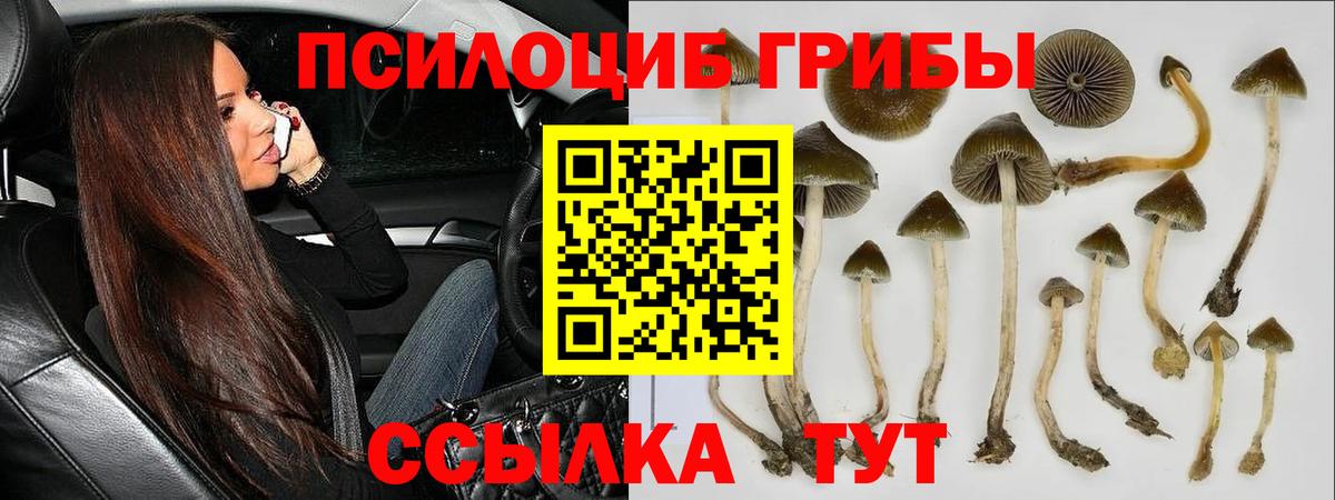 Галлюциногенные грибы Cubensis Владивосток